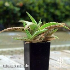 Aloe Pink Blush - Succulent -GARDEN Shop apo aloe pink blush 1