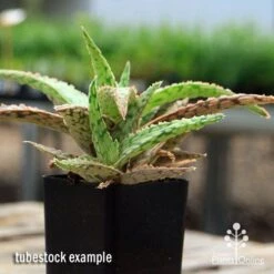 Aloe Pink Blush - Succulent -GARDEN Shop apo aloe pink blush 2