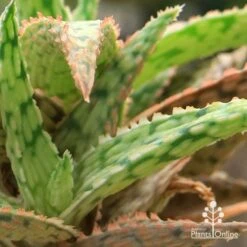 Aloe Pink Blush - Succulent -GARDEN Shop apo aloe pink blush colours