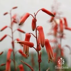 Aloe Pink Blush - Succulent -GARDEN Shop apo aloe pink blush flowers