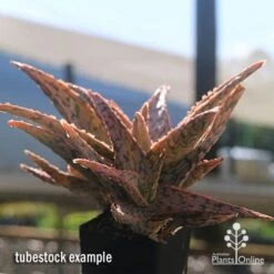 Aloe Pink Blush - Succulent -GARDEN Shop apo aloe pink blush in winter