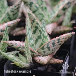 Aloe Pink Blush - Succulent -GARDEN Shop apo aloe pink blush tubestock