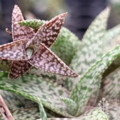 Aloe Quicksilver - Succulent -GARDEN Shop apo aloe quicksilver colours