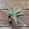 Aloe Quicksilver - Succulent -GARDEN Shop apo aloe quicksilver pink top