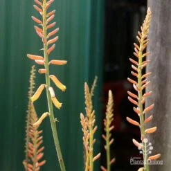 Aloe Vera - Succulent -GARDEN Shop apo aloe vera buds