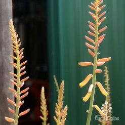 Aloe Vera - Succulent -GARDEN Shop apo aloe vera buds2