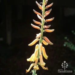 Aloe Vera - Succulent -GARDEN Shop apo aloe vera flower sun