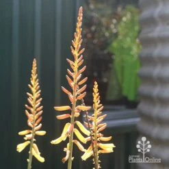 Aloe Vera - Succulent -GARDEN Shop apo aloe vera flowers winter