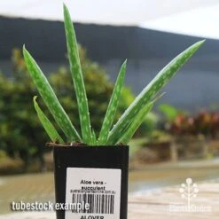 Aloe Vera - Succulent -GARDEN Shop apo aloe vera tubestock