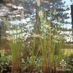 Pennisetum Alopecuroides - Swamp Fountain Grass -GARDEN Shop apo alopecuroides in nuery