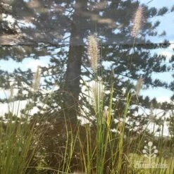 Pennisetum Alopecuroides - Swamp Fountain Grass -GARDEN Shop apo alopecuroides in nursery2