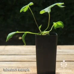 Anemone Fall In Love Sweetly- Japanese Anemone -GARDEN Shop apo anemone fall in love tubestock