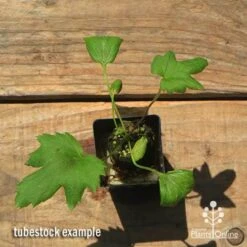 Anemone Fall In Love Sweetly- Japanese Anemone -GARDEN Shop apo anemone fall in love tubestock top