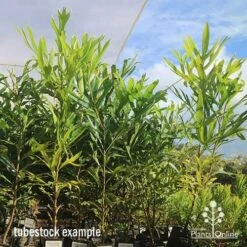 Grevillea Baileyana - Brown Silky Oak -GARDEN Shop apo april baileyana