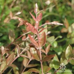 Austromyrtus Blush - Pink Midgem Berry -GARDEN Shop apo austromyrtus blush foliage