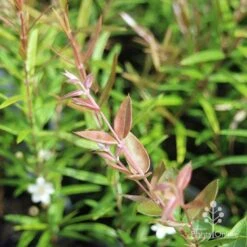 Austromyrtus Blush - Pink Midgem Berry -GARDEN Shop apo austromyrtus blush leaf colour