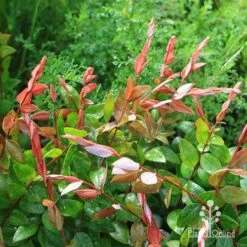 Austromyrtus Blush - Pink Midgem Berry -GARDEN Shop apo austromyrtus blush new foliage