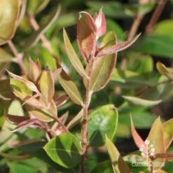 Austromyrtus Blush - Pink Midgem Berry -GARDEN Shop apo austromyrtus blush winter colour
