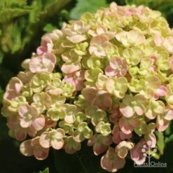 Hydrangea Ayesha 18 Hydrangea Ayesha -GARDEN Shop apo ayesha hydrangea buds