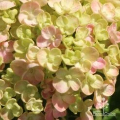 Hydrangea Ayesha 19 Hydrangea Ayesha -GARDEN Shop apo ayesha hydrangea buds close