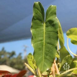 Philodendron Imbe -GARDEN Shop apo baby imbe leaf
