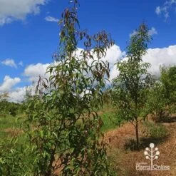 Backhousia Anisata - Aniseed Myrtle -GARDEN Shop apo backhousia anisata habit