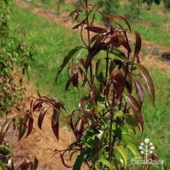 Backhousia Anisata - Aniseed Myrtle -GARDEN Shop apo backhousia anisata leaf colour