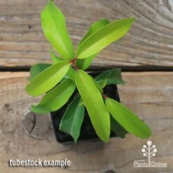 Backhousia Anisata - Aniseed Myrtle -GARDEN Shop apo backhousia anisata tubestock top