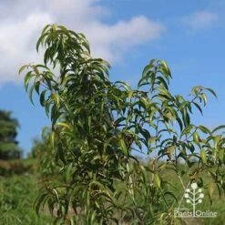 Backhousia Anisata - Aniseed Myrtle -GARDEN Shop apo backhousia anisata young