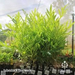 Grevillea Baileyana - Brown Silky Oak -GARDEN Shop apo baileyana big