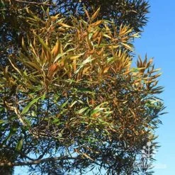 Grevillea Baileyana - Brown Silky Oak -GARDEN Shop apo baileyana gold foliage