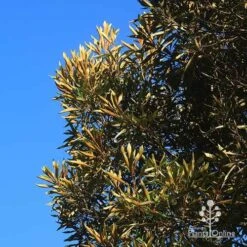 Grevillea Baileyana - Brown Silky Oak -GARDEN Shop apo baileyana gold leaf
