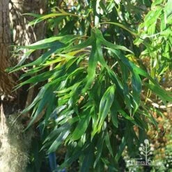 Grevillea Baileyana - Brown Silky Oak -GARDEN Shop apo baileyana green foliage