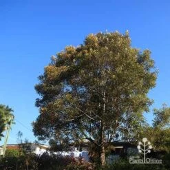 Grevillea Baileyana - Brown Silky Oak -GARDEN Shop apo baileyana tree nursery reverse