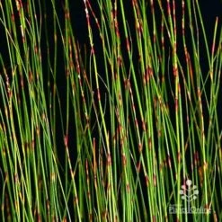 Baloskion - Tassel Cord Rush 9 Baloskion - Tassel Cord Rush -GARDEN Shop apo baloskion banding