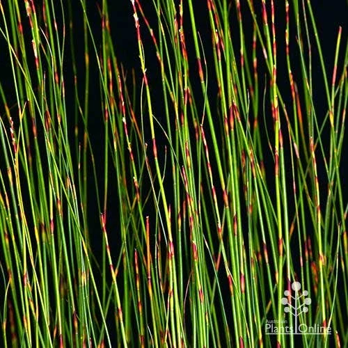 Baloskion - Tassel Cord Rush 4 Baloskion - Tassel Cord Rush - Image 4