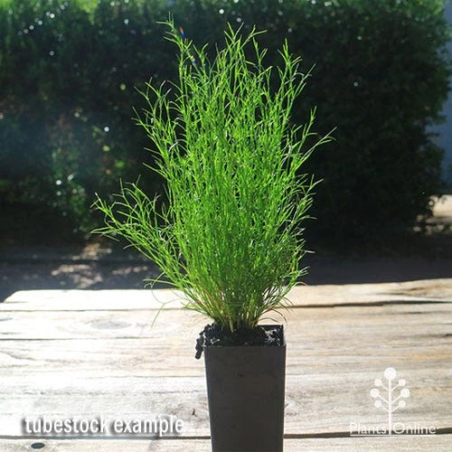 Baloskion - Tassel Cord Rush 2 Baloskion - Tassel Cord Rush - Image 2