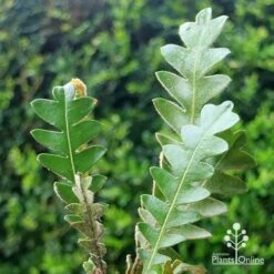 Banksia Blechnifolia -GARDEN Shop apo banksia blechnifolia tubestock close