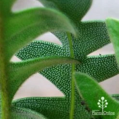 Banksia Blechnifolia -GARDEN Shop apo banksia blechnifolia under leaf