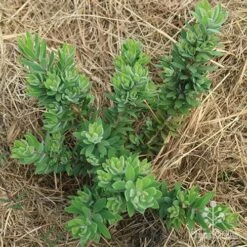 Callistemon Better John 15 Callistemon Better John -GARDEN Shop apo better john above