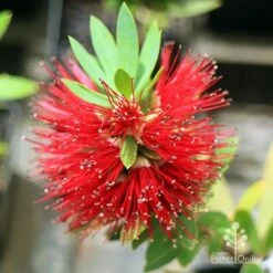 Callistemon Better John 12 Callistemon Better John -GARDEN Shop apo better john callistemon flower