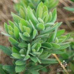 Callistemon Better John 14 Callistemon Better John -GARDEN Shop apo better john foliage closeup
