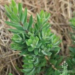 Callistemon Better John 16 Callistemon Better John -GARDEN Shop apo better john foliage nursery
