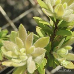 Callistemon Better John 17 Callistemon Better John -GARDEN Shop apo better john new fluffy leaf