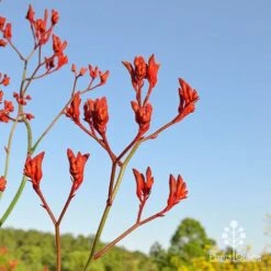 Anigozanthos Big Red - Kangaroo Paw -GARDEN Shop apo big red at farm