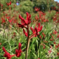 Anigozanthos Big Red - Kangaroo Paw -GARDEN Shop apo big red kangaroo paw flower