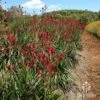 Anigozanthos Big Red - Kangaroo Paw -GARDEN Shop apo big red kangaroo plants at farm