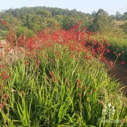 Anigozanthos Big Red - Kangaroo Paw -GARDEN Shop apo big red paws at farm