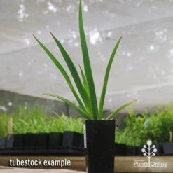 Anigozanthos Big Red - Kangaroo Paw -GARDEN Shop apo big red tubestock