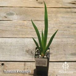 Anigozanthos Big Red - Kangaroo Paw -GARDEN Shop apo big red tubestock 1